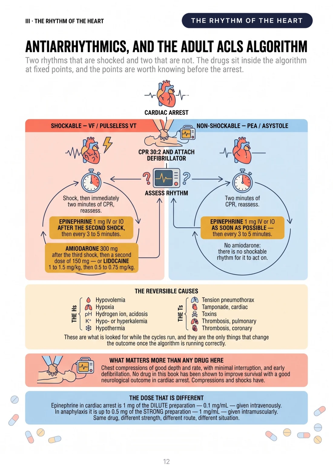 Antiarrhythmics and the adult ACLS algorithm