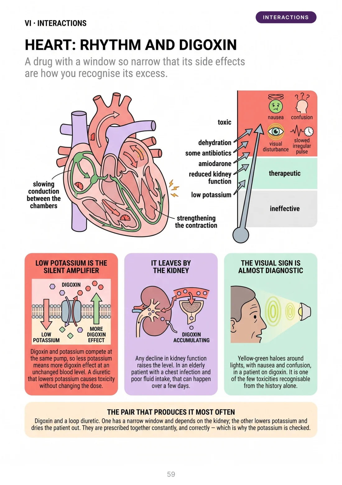 Sample page: Heart: rhythm and digoxin
